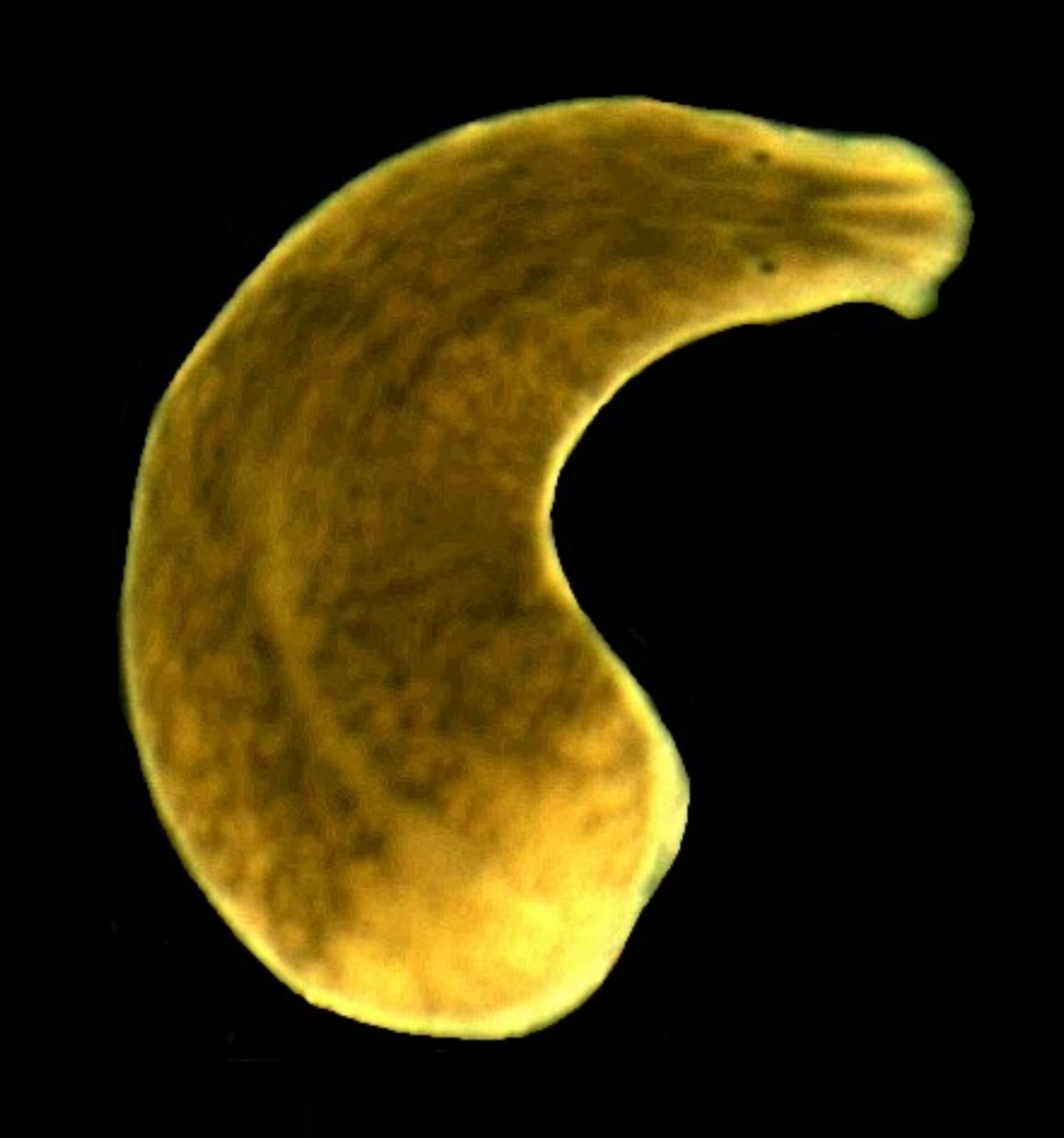 Microscope Image of Procerodes littoralis
