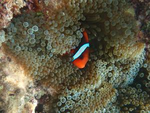 A. frenatus