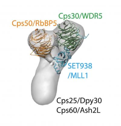 3-D Structure of the COMPASS Core Complex