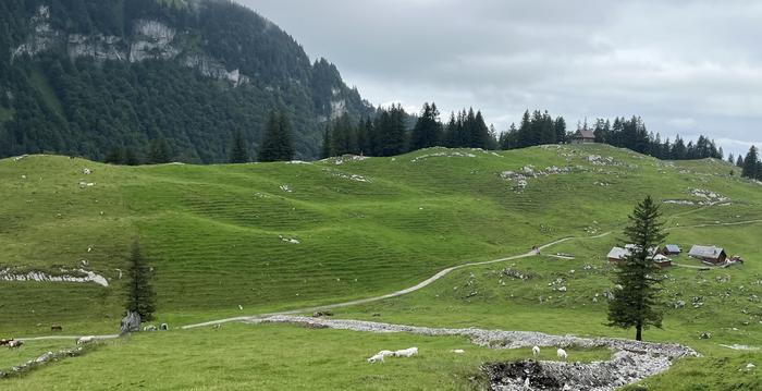 Terracette in Switzerland