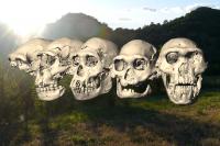 Computer Reconstruction of the 5 Dmanisi Skulls