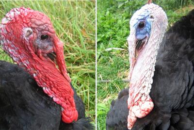 Turkey Faceoff