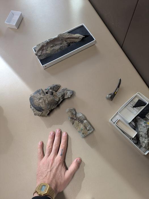 Scorpion fossil
