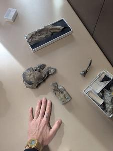 Scorpion fossil
