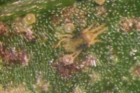 Spider Mite on Leaf with Eggs