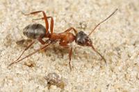 <i>Formica rufibarbis</i>