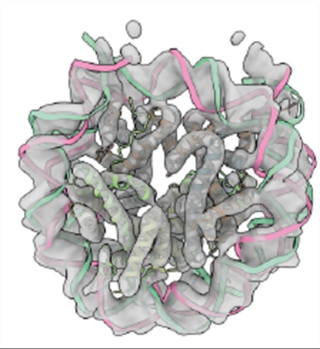 Nucleosome (illustration)
