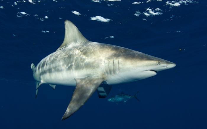 Blacktip Shark