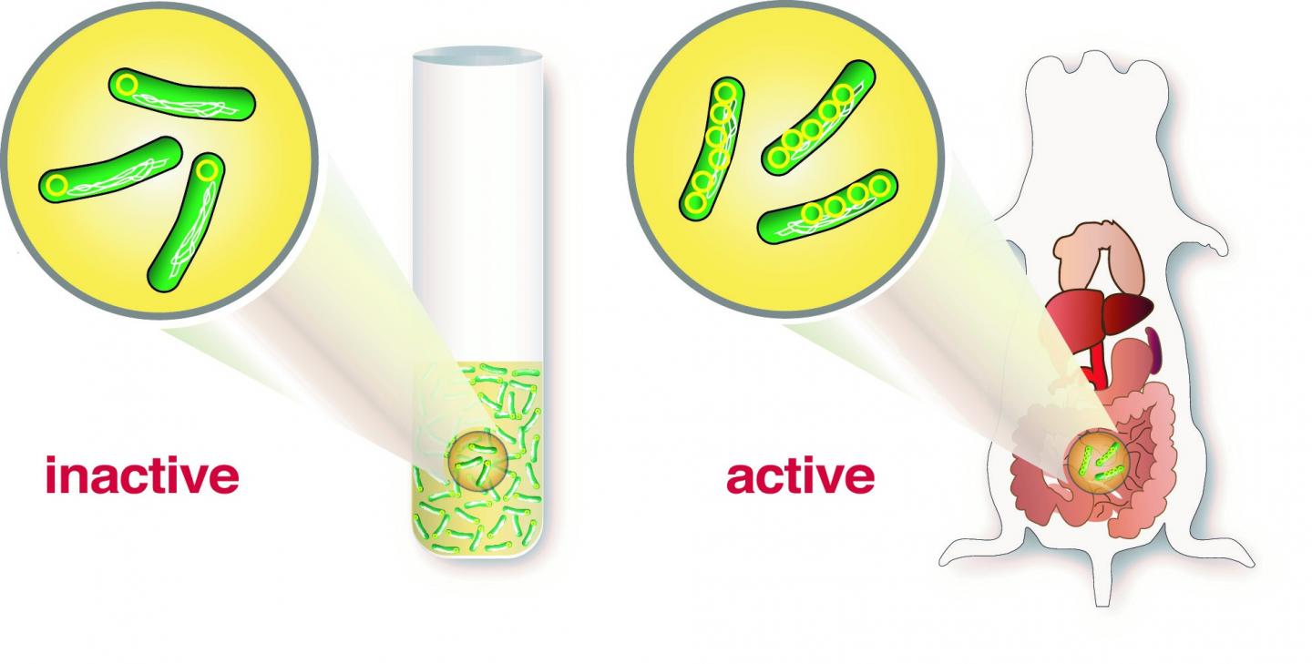 <em>Yersinia</em> Bacteria