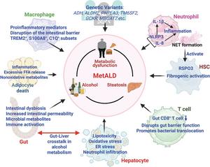 Pathogenesis of MetALD. Various molecular and cellular mechanisms contribute to the pathogenesis of MetALD.