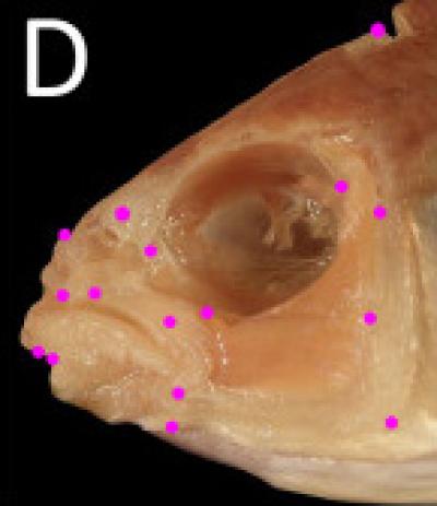 Cichlid