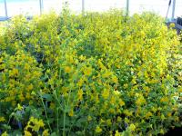 Monkeyflowers (<I>Mimulus guttatus</I>) (2 of 2)