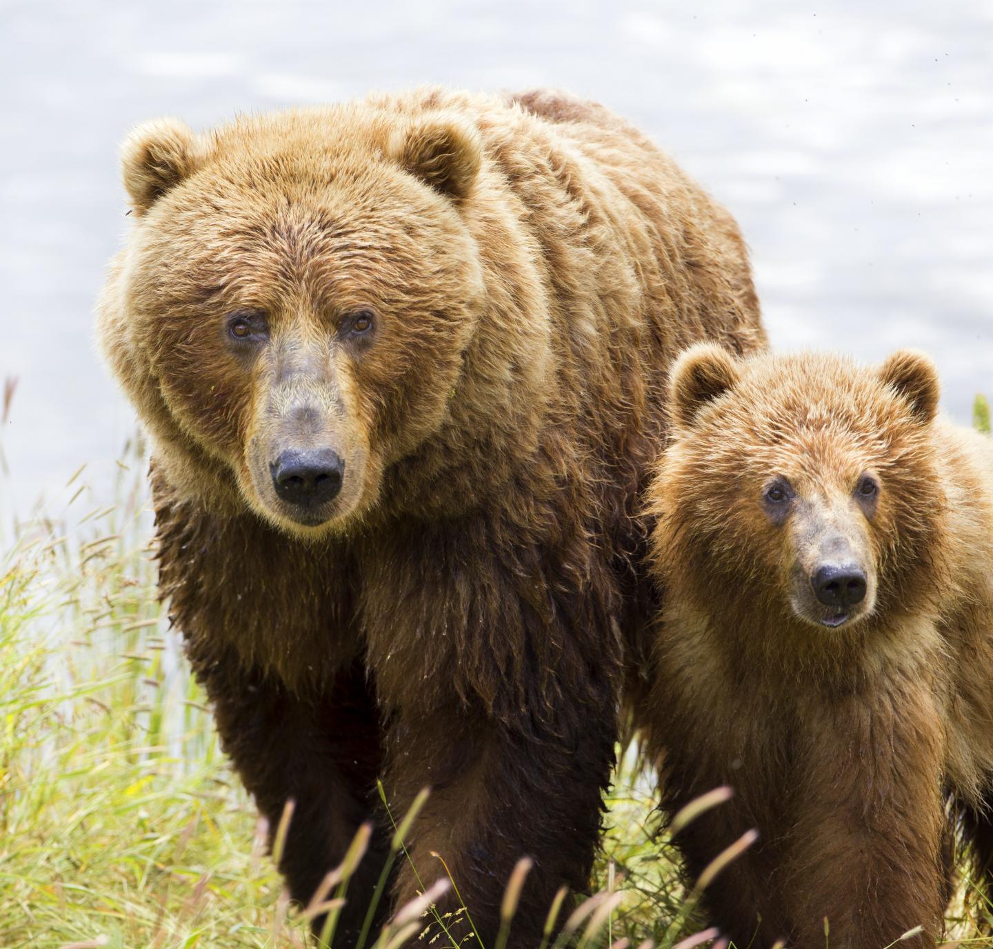 Bear and Cub