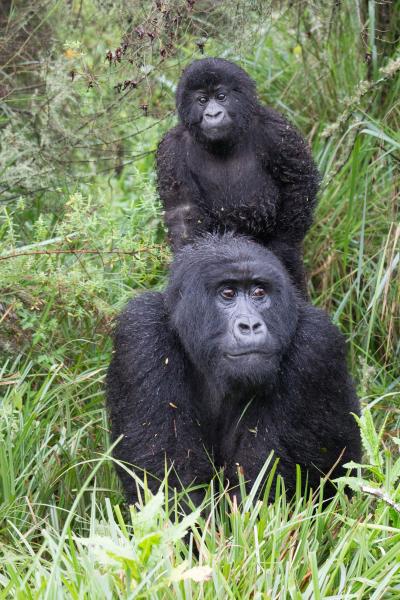 Wild Mountain Gorilla