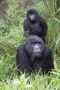 Wild Mountain Gorilla
