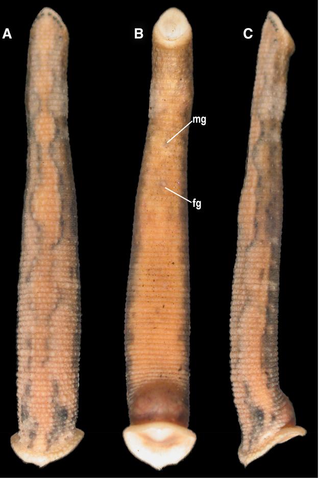C. tanae External