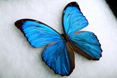 Giant Blue Morpho Butterfly