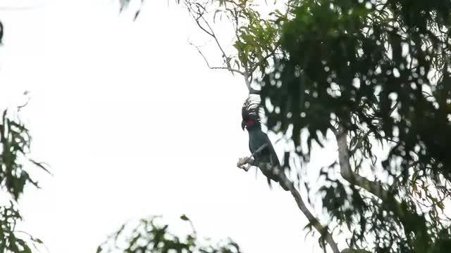 Drumming Cockatoos Tap on Trees to a Beat (4 of 8) | EurekAlert!
