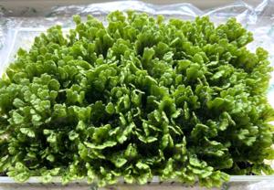 Lab-cultivated liverwort (photo provided by Ishizaki)