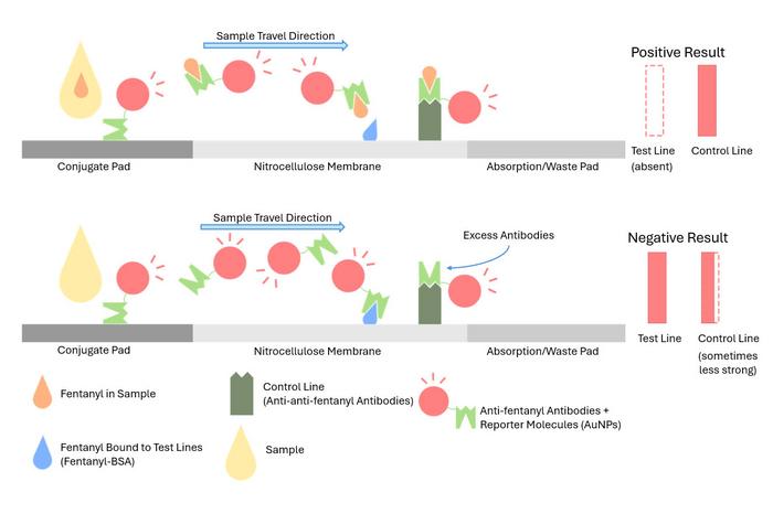 Schematic demonstrating positive and negative results using cLFA tests