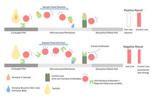 Schematic demonstrating positive and negative results using cLFA tests
