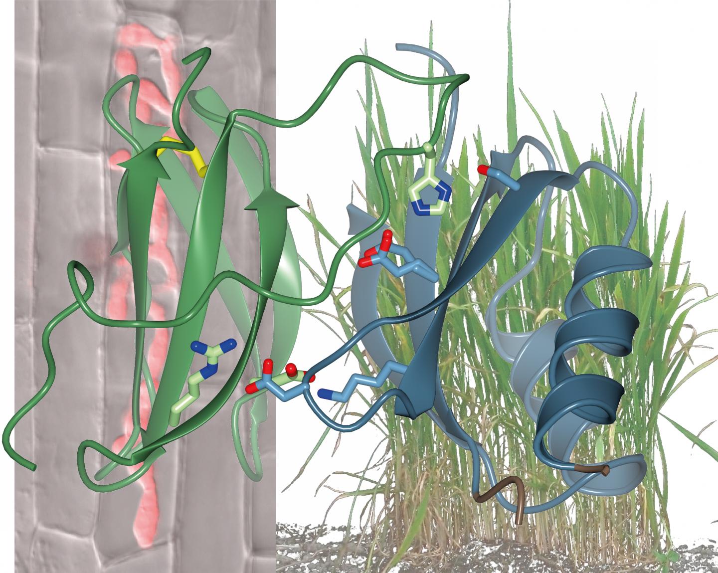 Molecular Arms Race