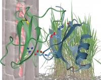 Molecular Arms Race