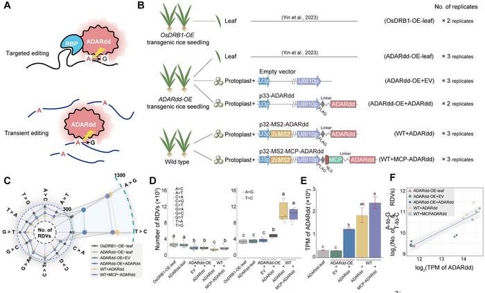 High levels of ADAR overexpression induce abundant and stochastic off-target RNA editing in rice protoplasts