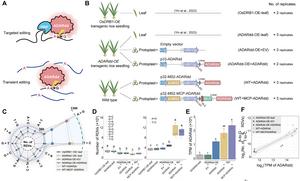 High levels of ADAR overexpression induce abundant and stochastic off-target RNA editing in rice protoplasts