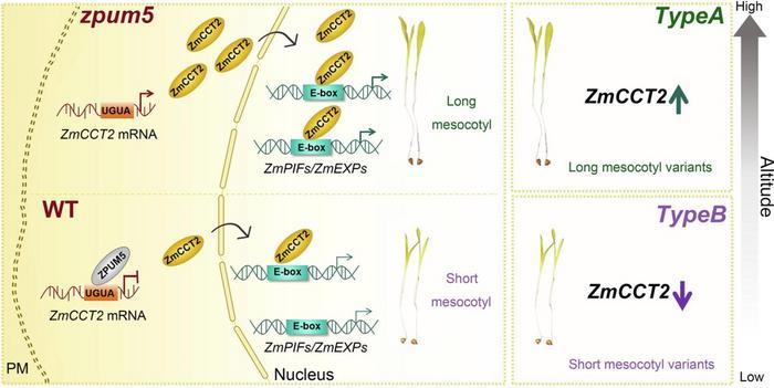 Natural variations in ZmCCT2 regulate maize mesocotyl elongation and higher altitude adaptation