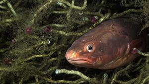 Red cusk-eel burrowed in among tubeworms at a methane seep