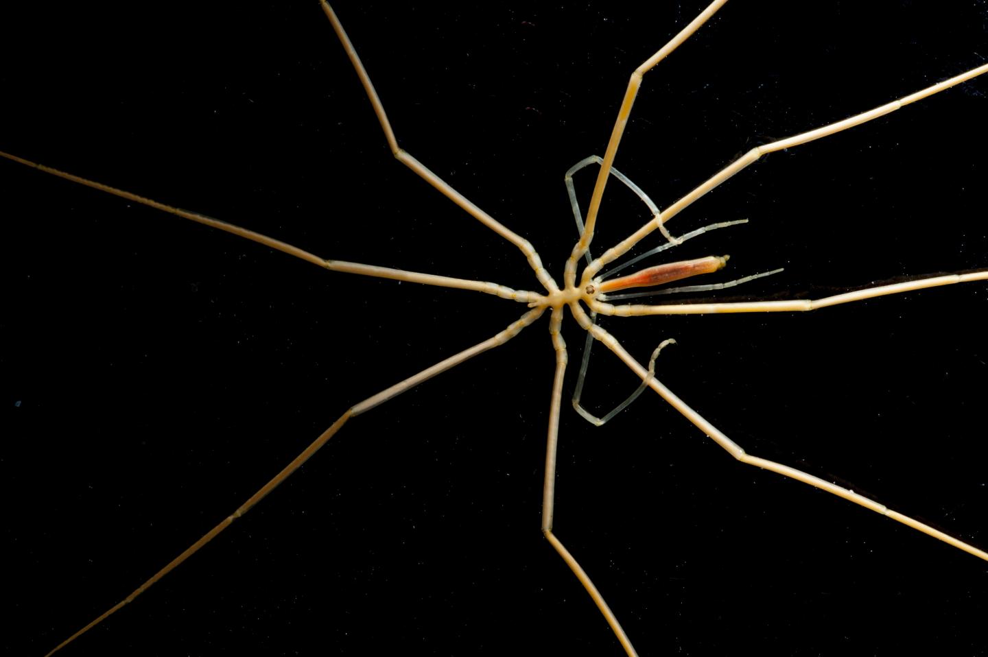 Sea Spider