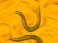 Roundworms