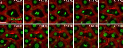 Embryogenesis