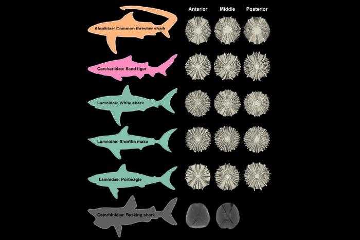Sharks, Spines and Speed
