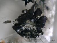 Sulfur-Containing Inclusion