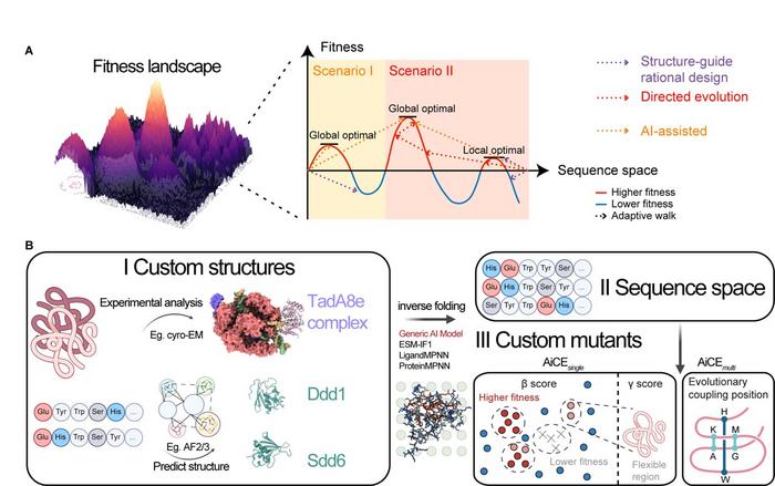 AiCE as an AI-informed approach for protein engineering