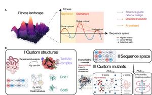 AiCE as an AI-informed approach for protein engineering