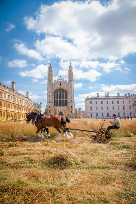 Shire horses harvest the meadow