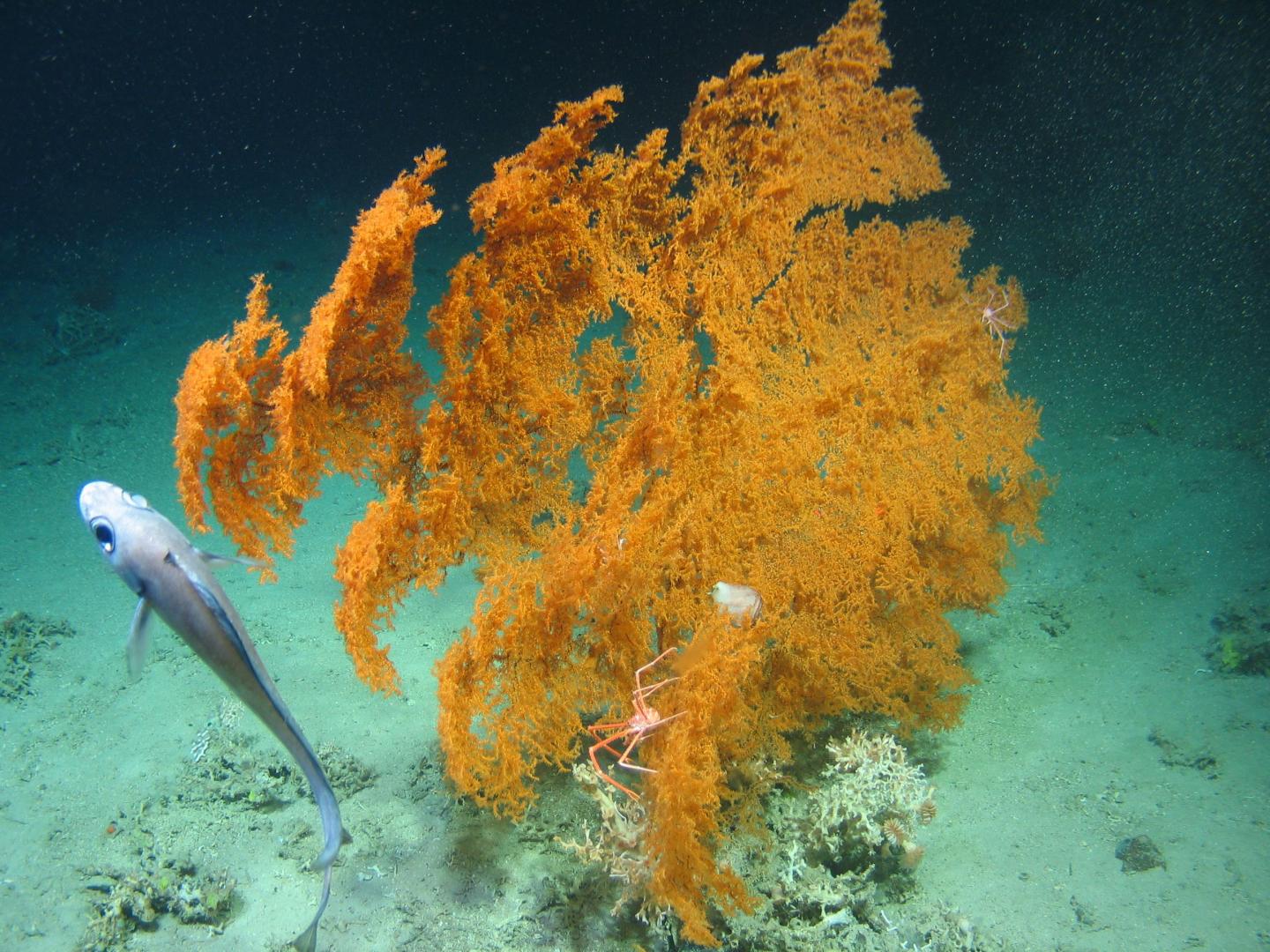 Coral in the Atlantic
