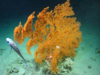 Coral in the Atlantic