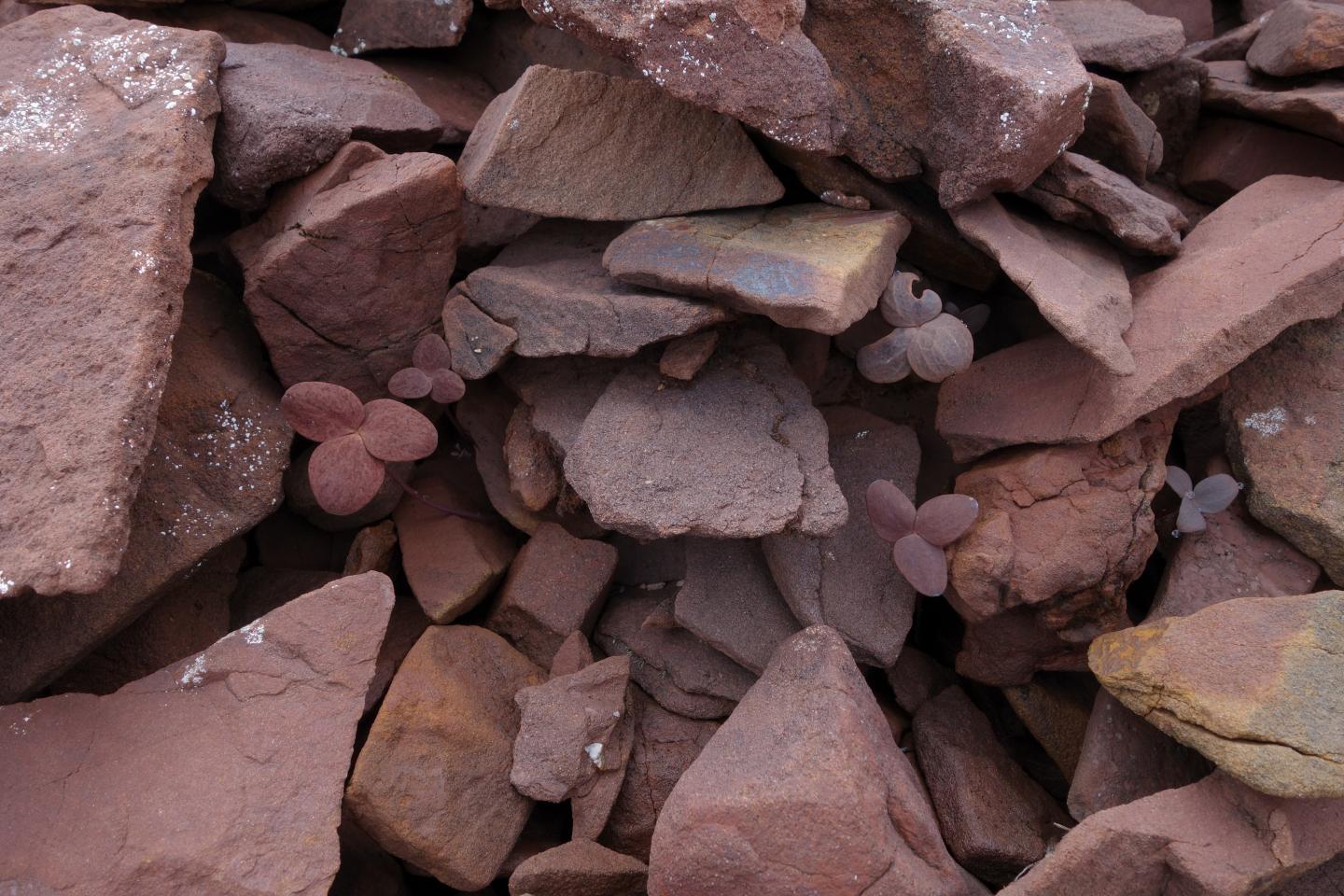 <i>Corydalis hemidicentra</i>