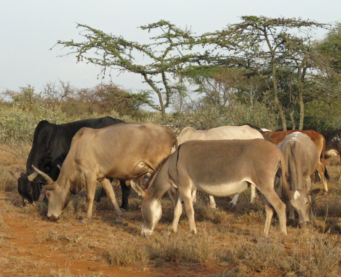Livestock in Kenya