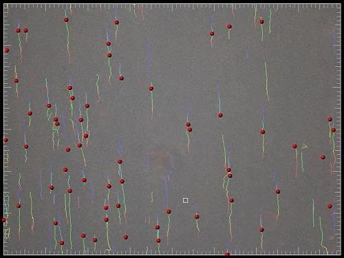 Single Cell