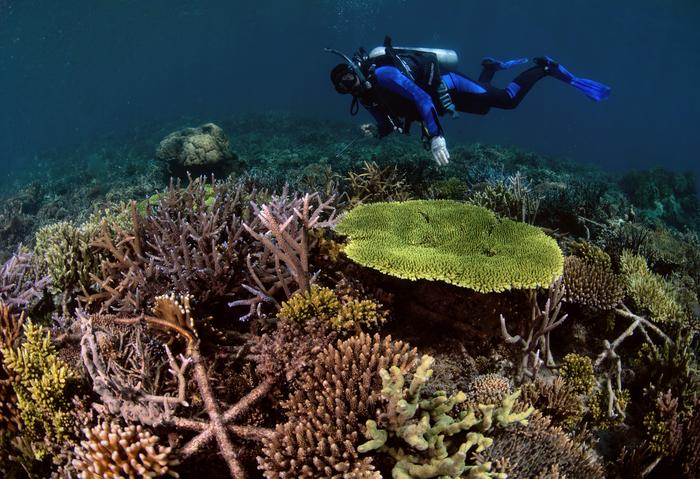 A restored reef, 4 years after installing Reef Stars
