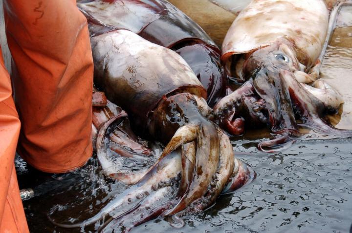 Humboldt Squid