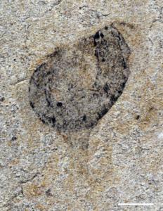 Deuterostome cambroernid fossil