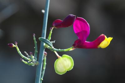 Polygala balansae