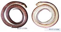 Indistinct Groundsnake