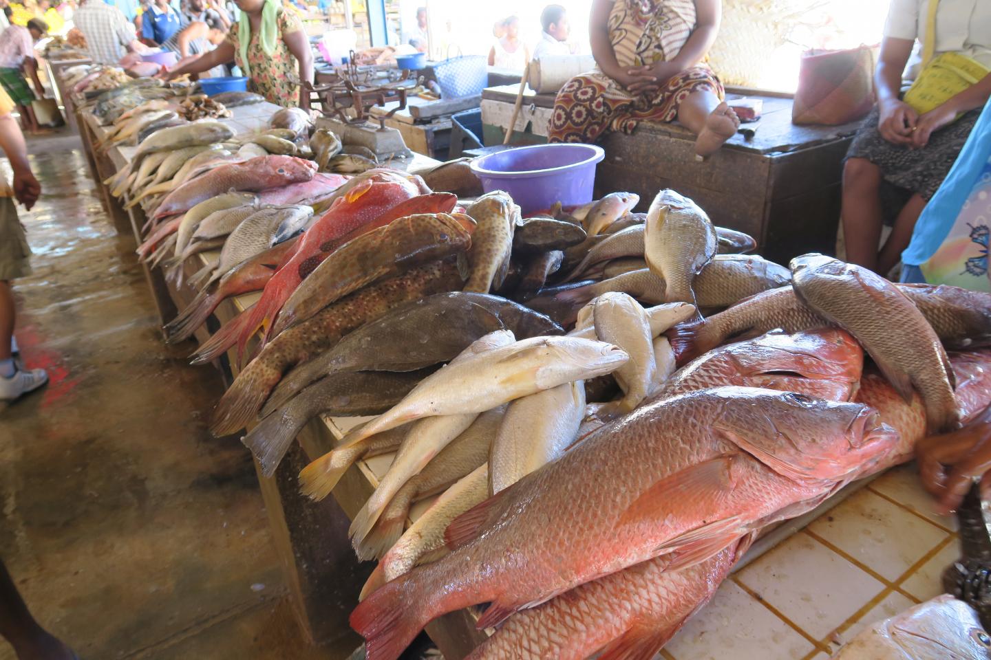 Coral reef fishes, fish market, Ambilobe, Madagascar.
